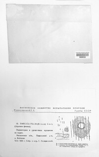 Sphaerellopsis filum image